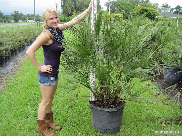 43856_chamaerops-humilis-european-fan-palm.jpg